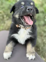 Bandit AKC, a male Australian Shepherd for sale in Orlando, FL – 3 of 3