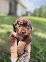 Choco ASDR, a male Miniature Australian Shepherd for sale in Orlando, FL – 4 of 4
