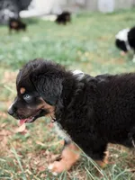 Dixie ASDR, a female Miniature Australian Shepherd for sale in Orlando, FL – 5 of 5