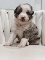 Swiss, a male Australian Shepherd and Miniature Australian Shepherd for sale in Orlando, FL – 4 of 8
