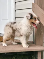 Milky AKC, a male Australian Shepherd for sale in Orlando, FL – 4 of 6