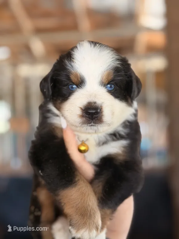 Prim ASDR – Miniature Australian Shepherd puppy for sale in Orlando, FL