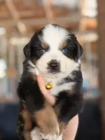 Prim ASDR, a female Miniature Australian Shepherd for sale in Orlando, FL – 1 of 5