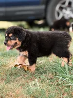 Mandy ASDR , a female Miniature Australian Shepherd for sale in Orlando, FL – 4 of 4