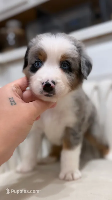 Swiss – Australian Shepherd, Miniature Australian Shepherd puppy for sale in Orlando, FL