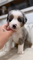 Swiss, a male Miniature Australian Shepherd for sale in Orlando, FL – 1 of 9