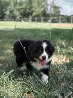 Dora ASDR, a female Miniature Australian Shepherd for sale in Orlando, FL – 3 of 3