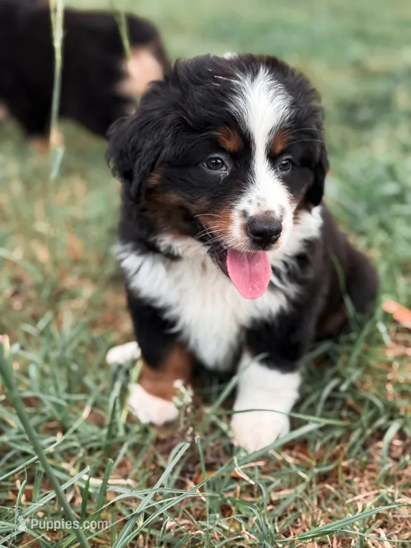 Dora ASDR – Miniature Australian Shepherd puppy for sale in Orlando, FL