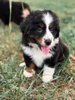 Dora ASDR, a female Miniature Australian Shepherd for sale in Orlando, FL – 1 of 3