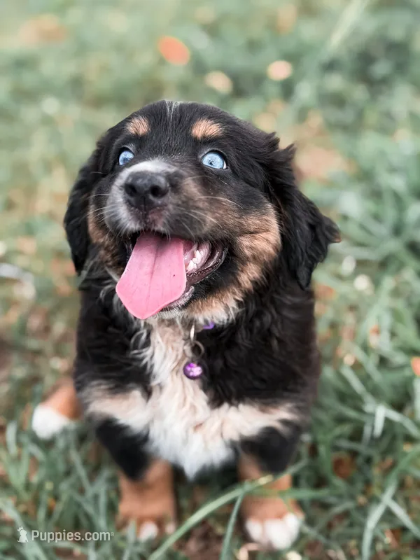 Dixie ASDR – Miniature Australian Shepherd puppy for sale in Orlando, FL
