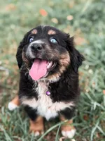 Dixie ASDR, a female Miniature Australian Shepherd for sale in Orlando, FL – 1 of 5