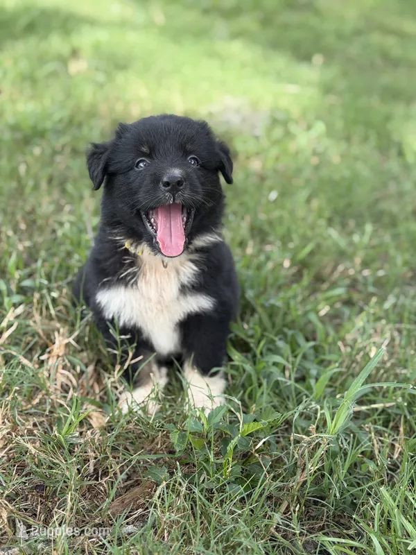 Onyx AKC – Australian Shepherd puppy for sale in Orlando, FL