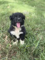 Onyx AKC, a female Australian Shepherd for sale in Orlando, FL – 1 of 4