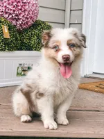 Milky AKC, a male Australian Shepherd for sale in Orlando, FL – 5 of 6
