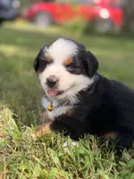 Prim ASDR, a female Miniature Australian Shepherd for sale in Orlando, FL – 3 of 5