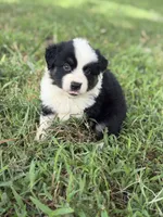 Sage AKC , a female Australian Shepherd for sale in Orlando, FL – 3 of 3
