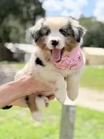 Skye AKC, a female Australian Shepherd for sale in Orlando, FL – 6 of 7