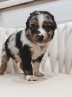 Blaze, a male Australian Shepherd and Miniature Australian Shepherd for sale in Orlando, FL – 3 of 3