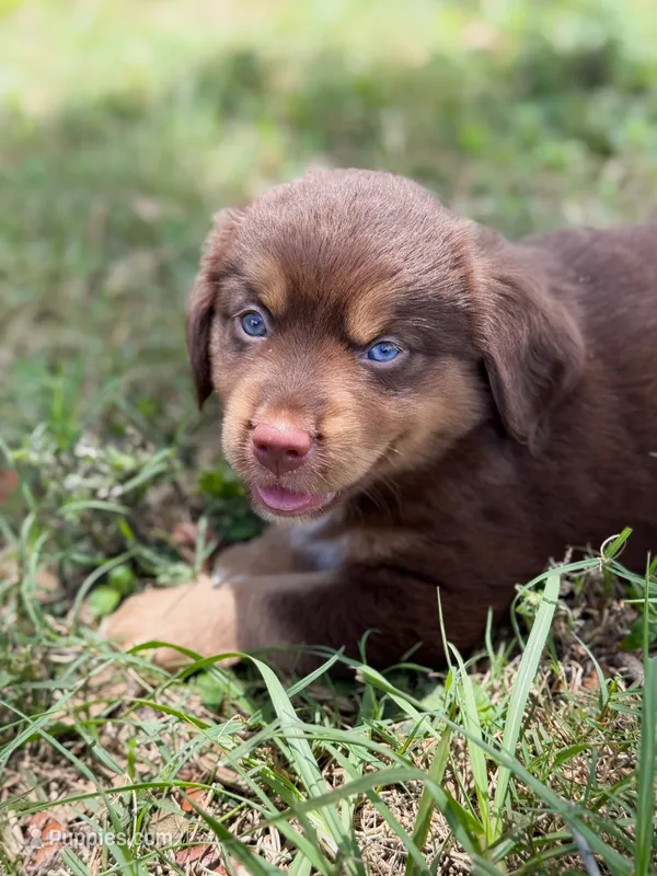 Choco ASDR – Miniature Australian Shepherd puppy for sale in Orlando, FL