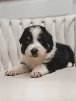 Texas, a male Australian Shepherd and Miniature Australian Shepherd for sale in Orlando, FL – 7 of 8