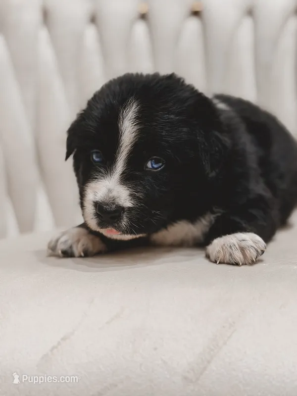 Cowboy – Australian Shepherd, Miniature Australian Shepherd puppy for sale in Orlando, FL