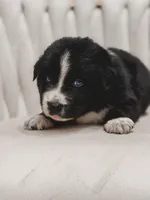 Cowboy, a male Australian Shepherd and Miniature Australian Shepherd for sale in Orlando, FL – 1 of 5