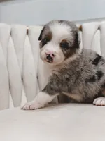 Swiss, a male Australian Shepherd and Miniature Australian Shepherd for sale in Orlando, FL – 6 of 8