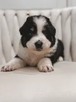 Texas, a male Australian Shepherd and Miniature Australian Shepherd for sale in Orlando, FL – 6 of 8