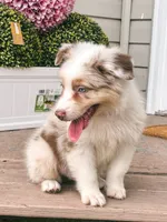 Milky AKC, a male Australian Shepherd for sale in Orlando, FL – 3 of 6