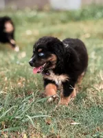 Dixie ASDR, a female Miniature Australian Shepherd for sale in Orlando, FL – 4 of 5
