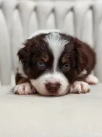 Star AKC, a female Australian Shepherd for sale in Orlando, FL – 3 of 3
