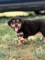 Mandy ASDR , a female Miniature Australian Shepherd for sale in Orlando, FL – 3 of 4