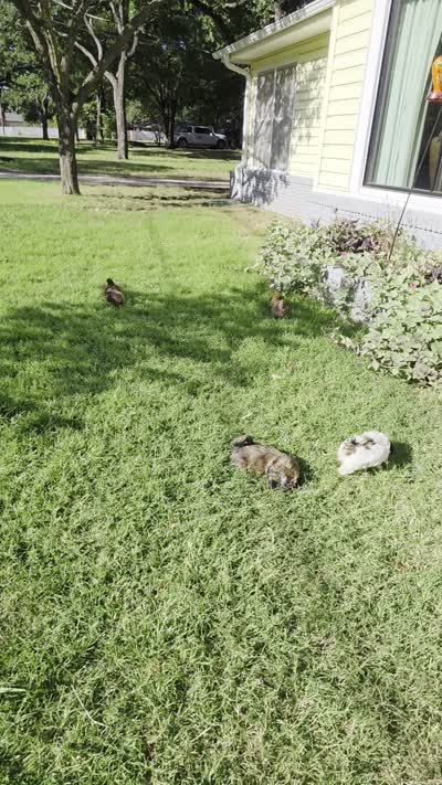 Boots, a male Shih Tzu and Morkie for sale in Mineral Wells, TX – 2 of 5