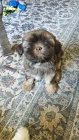 Boots, a male Shih Tzu and Morkie for sale in Mineral Wells, TX – 5 of 5