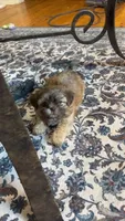 Messi, a male Shih Tzu and Morkie for sale in Mineral Wells, TX – 3 of 5