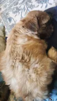 Messi, a male Shih Tzu and Morkie for sale in Mineral Wells, TX – 5 of 5