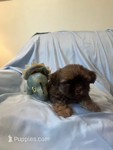 Boots – Shih Tzu, Morkie puppy for sale in Mineral Wells, TX