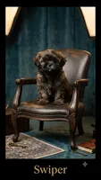 Swiper, a male Shih Tzu and Morkie for sale in Mineral Wells, TX – 2 of 2