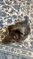 Boots, a male Shih Tzu and Morkie for sale in Mineral Wells, TX – 3 of 5
