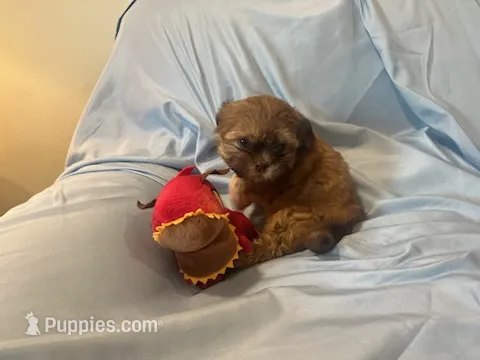 Messi – Shih Tzu, Morkie puppy for sale in Mineral Wells, TX