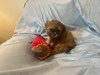 Messi, a male Shih Tzu and Morkie for sale in Mineral Wells, TX – 1 of 5