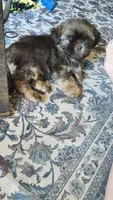 Boots, a male Shih Tzu and Morkie for sale in Mineral Wells, TX – 4 of 5