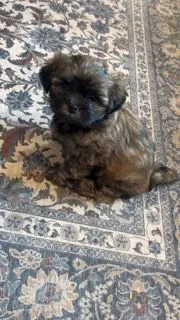 Swiper – Shih Tzu, Morkie puppy for sale in Mineral Wells, TX