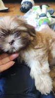 Messi, a male Shih Tzu and Morkie for sale in Mineral Wells, TX – 4 of 5