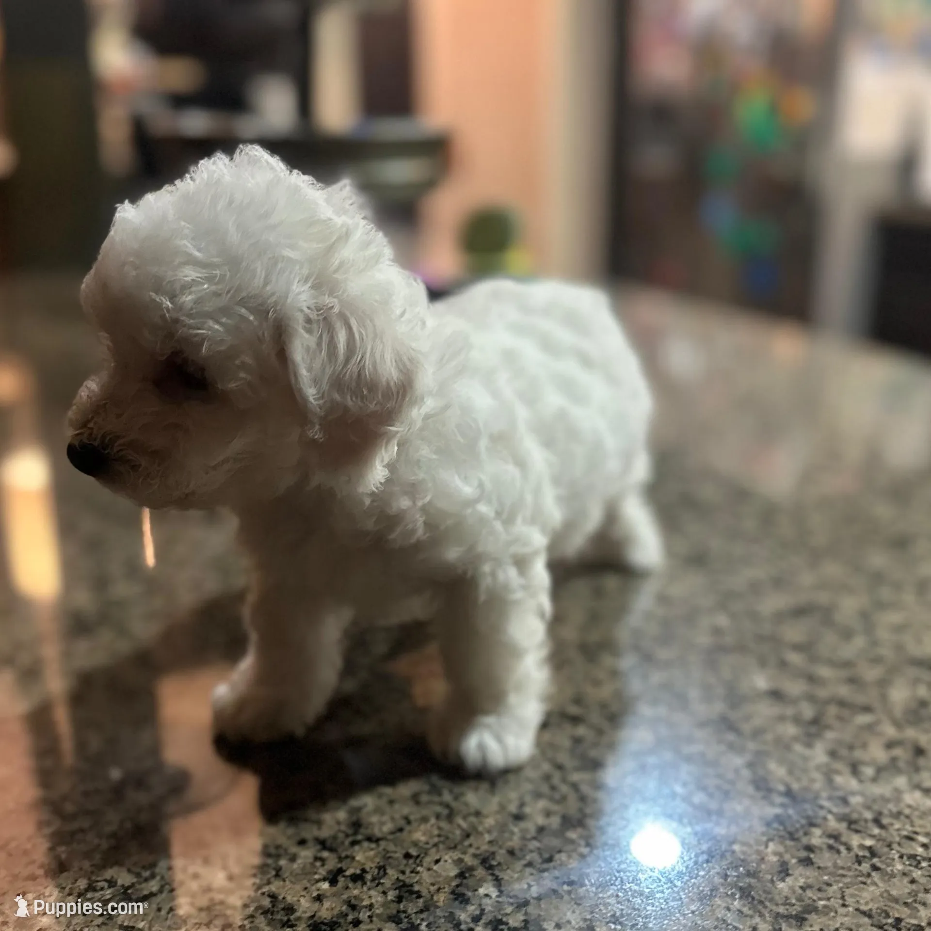 CKC Rue, a female Bichon Frise for sale in Yakima, WA – Photo 4 of 6