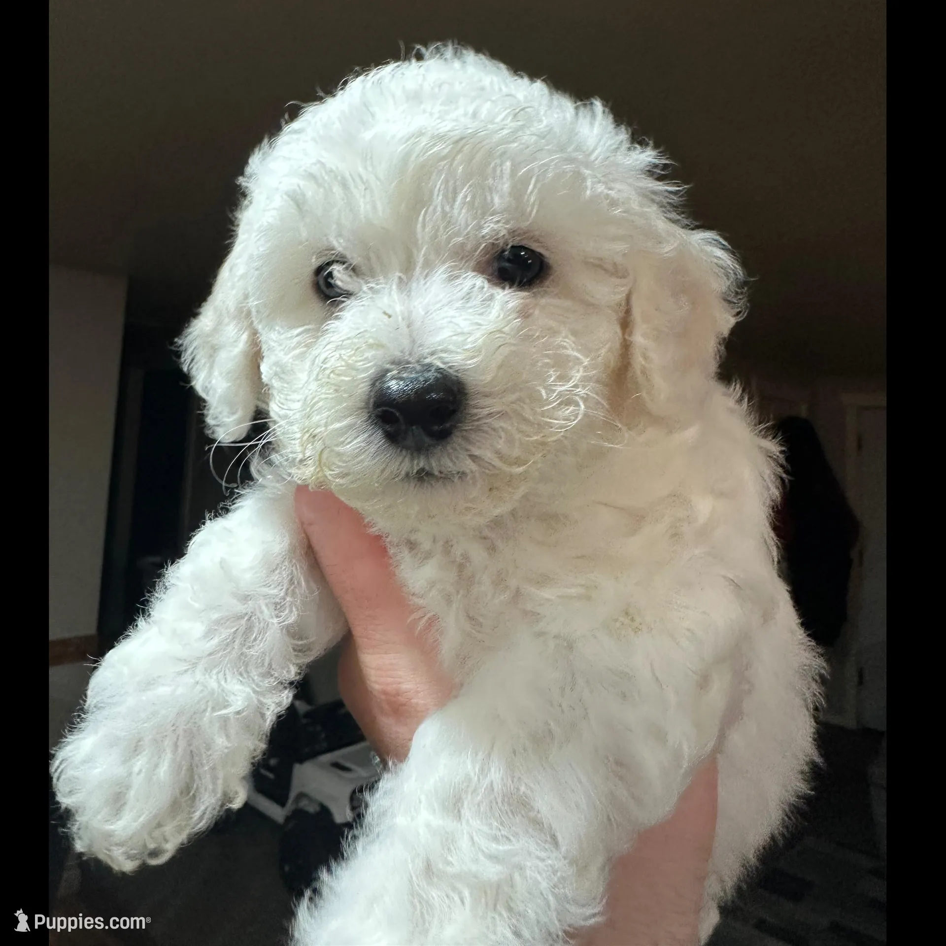 CKC Rue – Bichon Frise puppy for sale in Yakima, WA