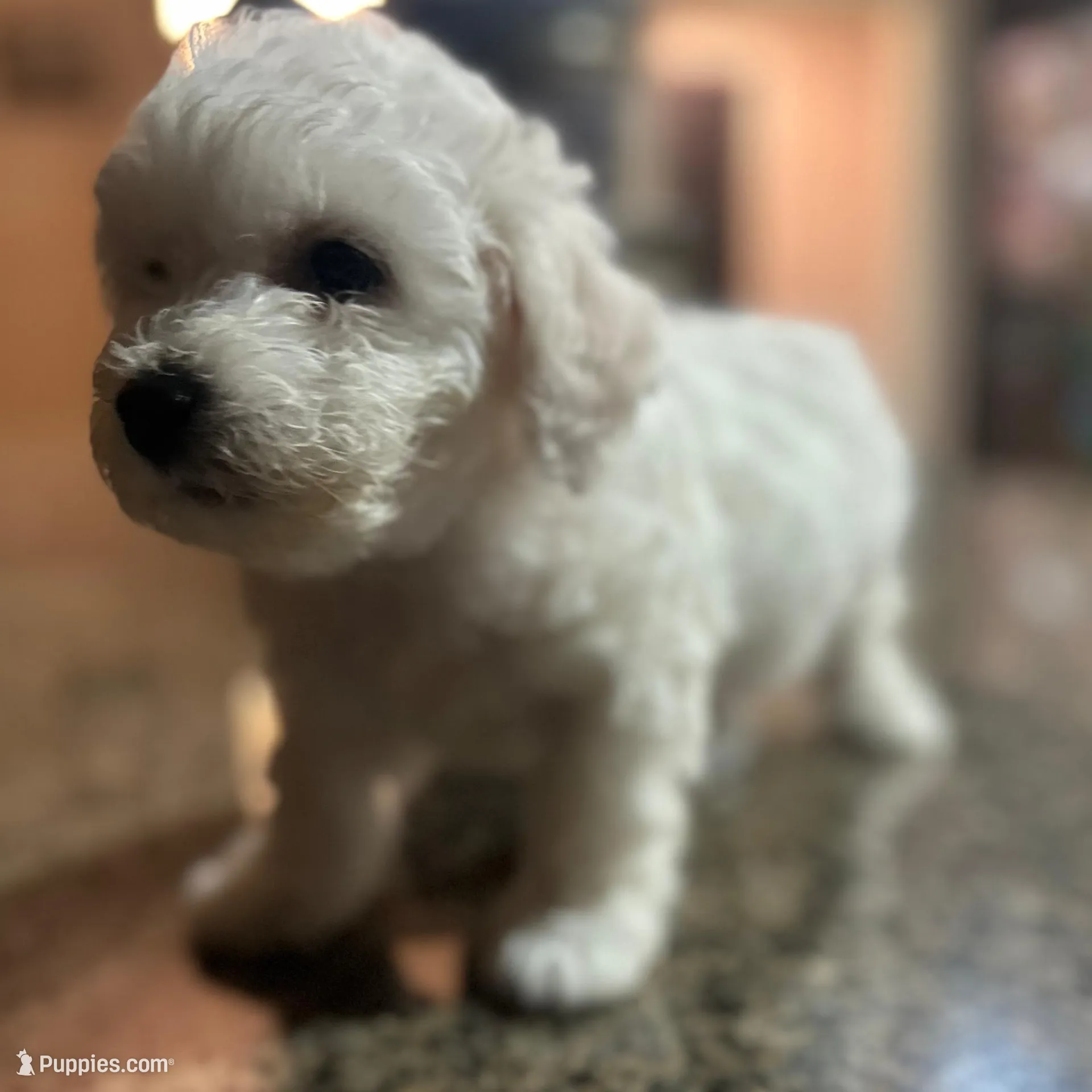 CKC Rue, a female Bichon Frise for sale in Yakima, WA – Photo 3 of 6