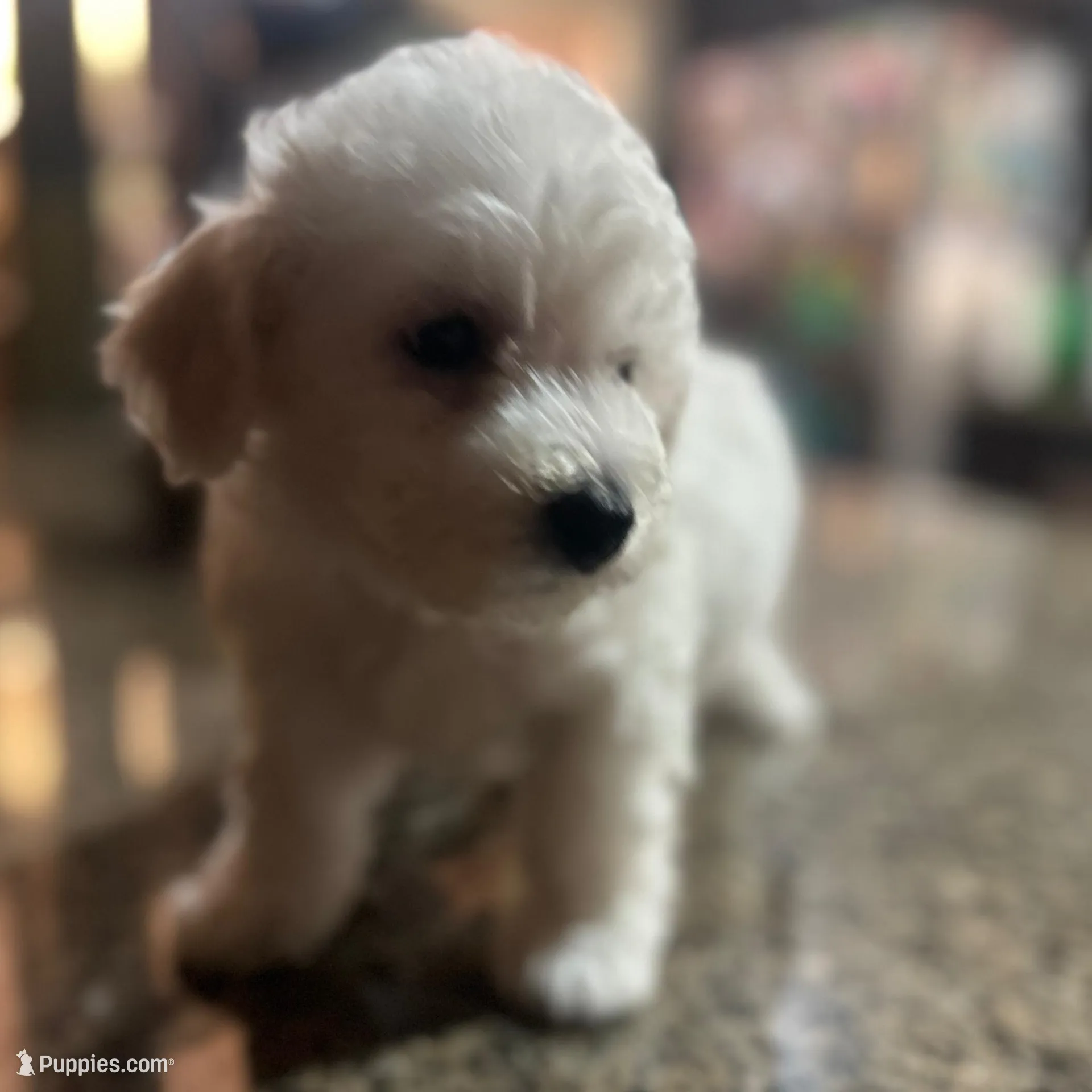 CKC Rue, a female Bichon Frise for sale in Yakima, WA – Photo 2 of 6