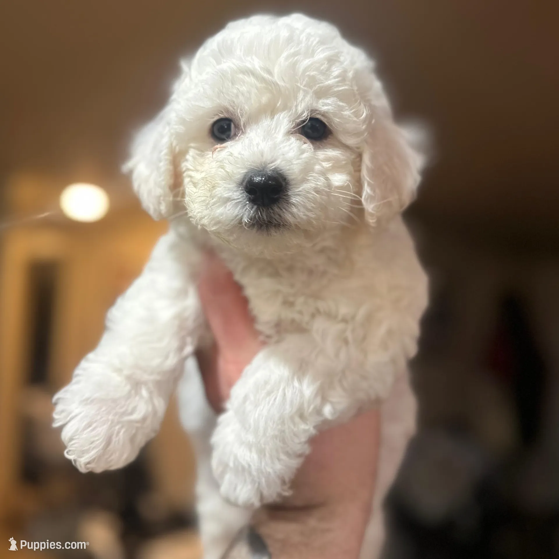 CKC Iris – Bichon Frise puppy for sale in Yakima, WA