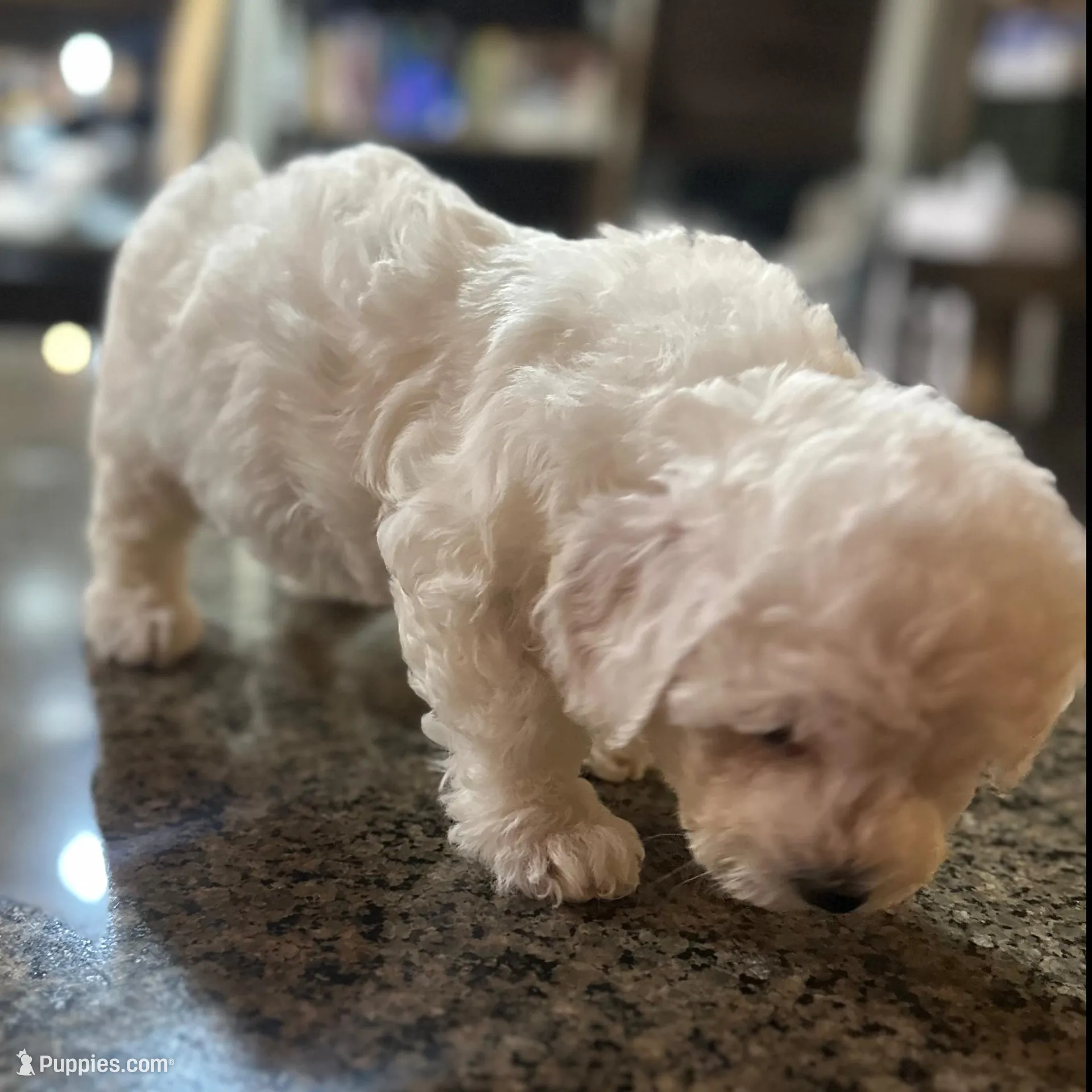 CKC Iris, a female Bichon Frise for sale in Yakima, WA – Photo 3 of 5
